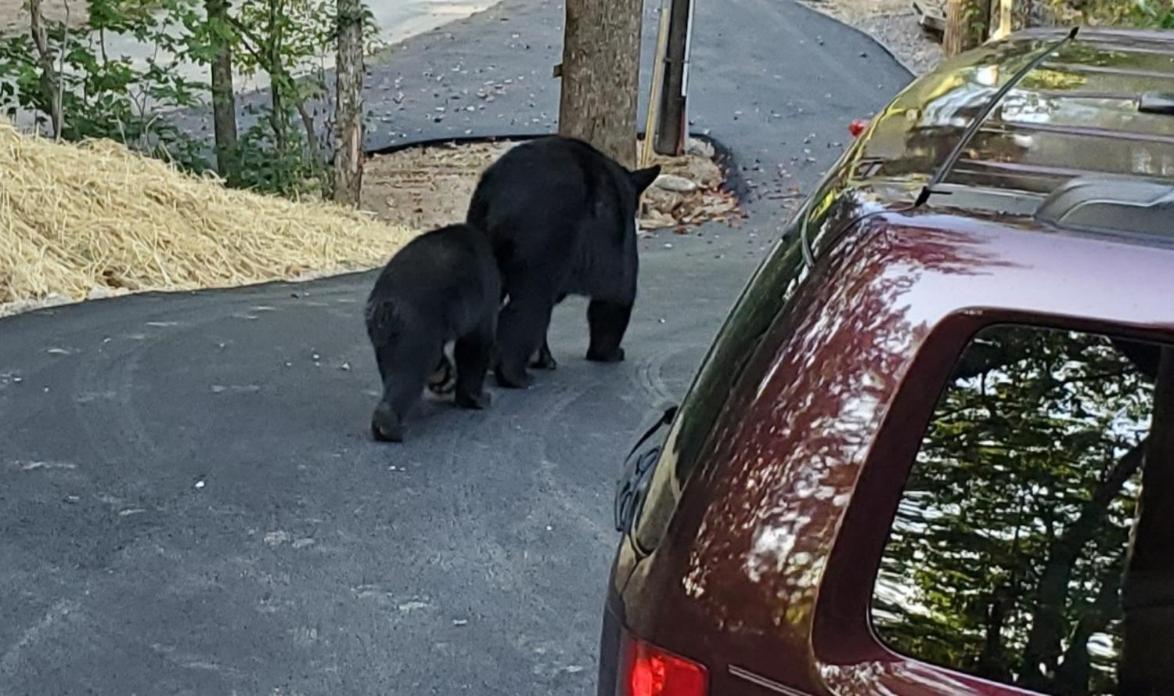 Can'T "Bear" To Leave Villa Sevierville Kültér fotó