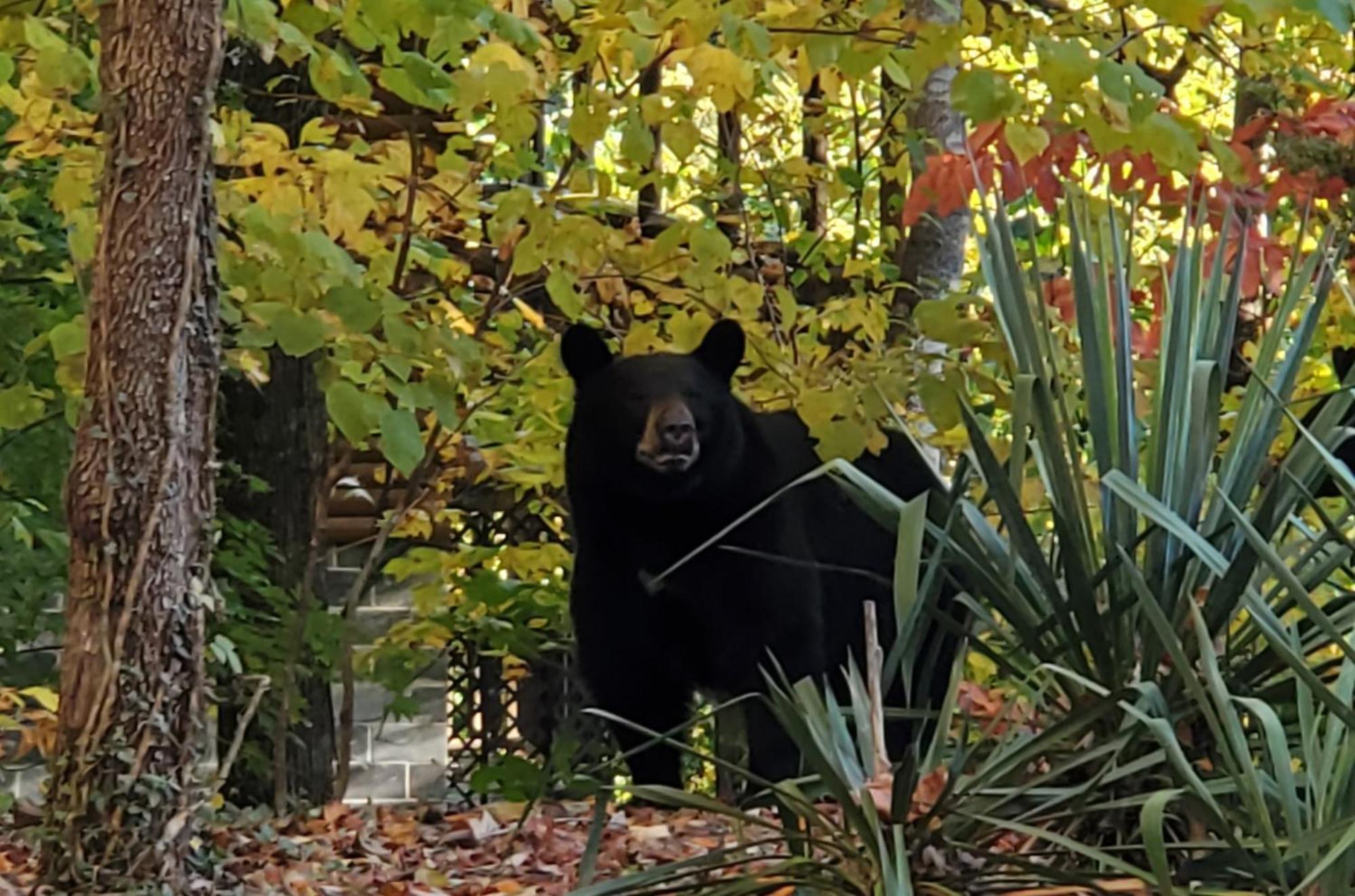 Can'T "Bear" To Leave Villa Sevierville Kültér fotó